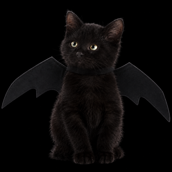 Disfraz de Murciélago para Gatos – Alas Negras para Halloween